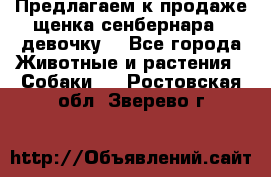 Предлагаем к продаже щенка сенбернара - девочку. - Все города Животные и растения » Собаки   . Ростовская обл.,Зверево г.